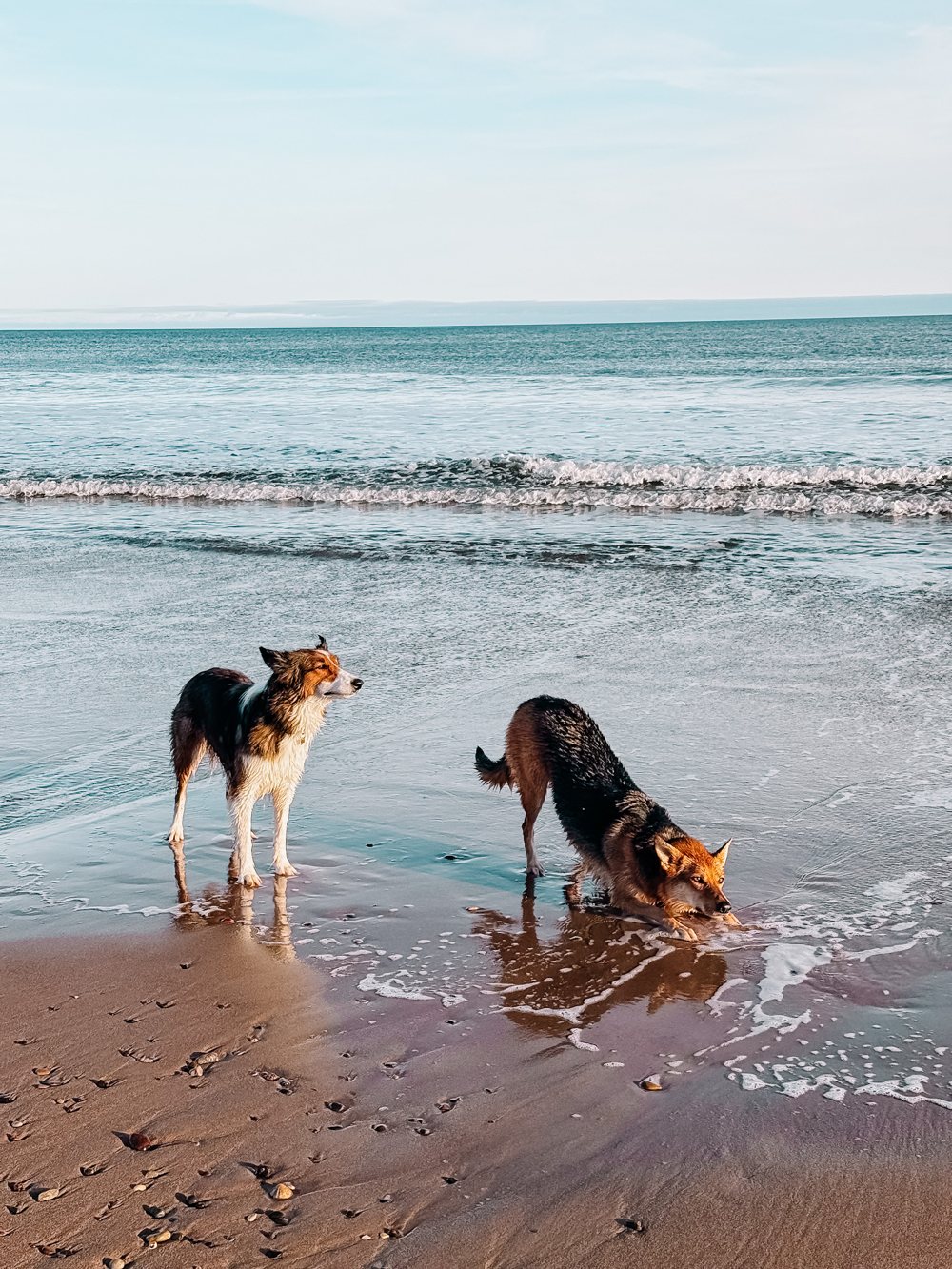 Dopo: due cani in riva al mare, modificata con Pack Milano, preset Brera