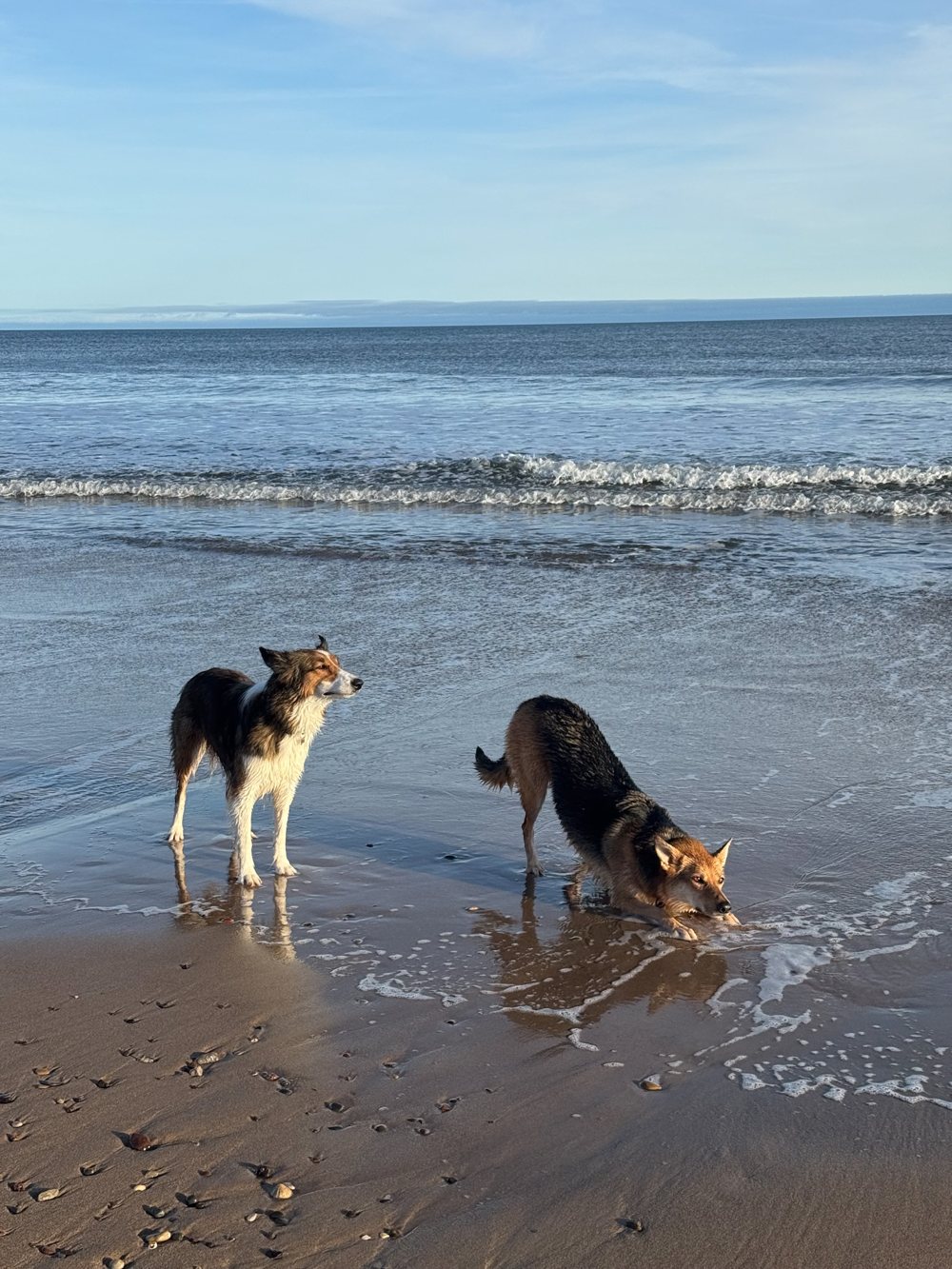 Prima: due cani in riva al mare, foto originale